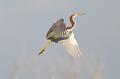 Juvenile Tricolored Heron in flight